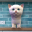 Cattery 1.0