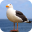 Seagull Sounds