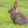 Rabbit Sounds 1.0.8