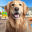 Animal Shelter Dog Rescue Game 1.3