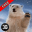 Wild Arctic Bear Survival Simulator 3D Free 1.0