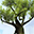 Magic Tree 3D Screensaver 1.2.5