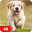 Dog Wallpapers & Puppy 4K 5.7.4