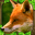 Fox Simulator 1.1