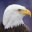 Eagle Bird Wild Life Sim Games 1.0.4