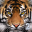 Ultimate Tiger Simulator 2 3.0