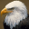 Bald Eagle Cams 1.10