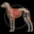 Dog Anatomy: Canine 3D 4.2