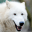 Arctic Wolf Survival Simulator 1.0