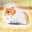 Hamster Pet 2.3