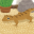 Gecko Pet 1.2