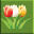 Tulip Singles 1.2