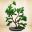 Make a Bonsai 1.3