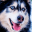 Husky dog Wallpaper HD Themes 20.7