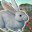 Rabbits Friends 1.2.0