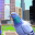 Flying Pigeon Bird simulator 1.1.4