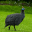 Guinea Fowl Sounds & Calls 1.0.5