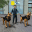 NY City K9 Police Dog Survival 1.1