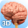 Brain Anatomy Pro.