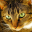 Cat Puzzles 6.0.0