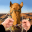 Drive Camel Simulator 1.0