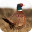 Pheasant Sounds