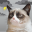 Grumpy Cat's Funny Weather 5.4.1