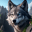 Wolf game the wild kingdom 1.0.5