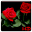 Red Rose APUS Live Wallpaper