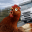 Chicken Royale 3D: Challenge 1.0