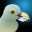 Pigeon for Telegram 1.4