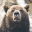 Bear Wallpaper 1.1