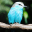 Bird Identification 2.0.2